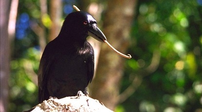 Image result for new caledonian crow
