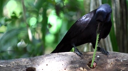 Image result for new caledonian crow